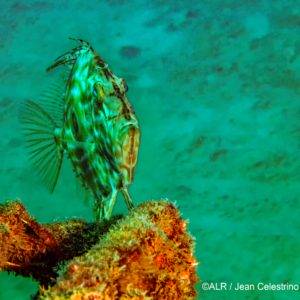 un poisson méconnu et présent dans le Gouf le Saint Pierre